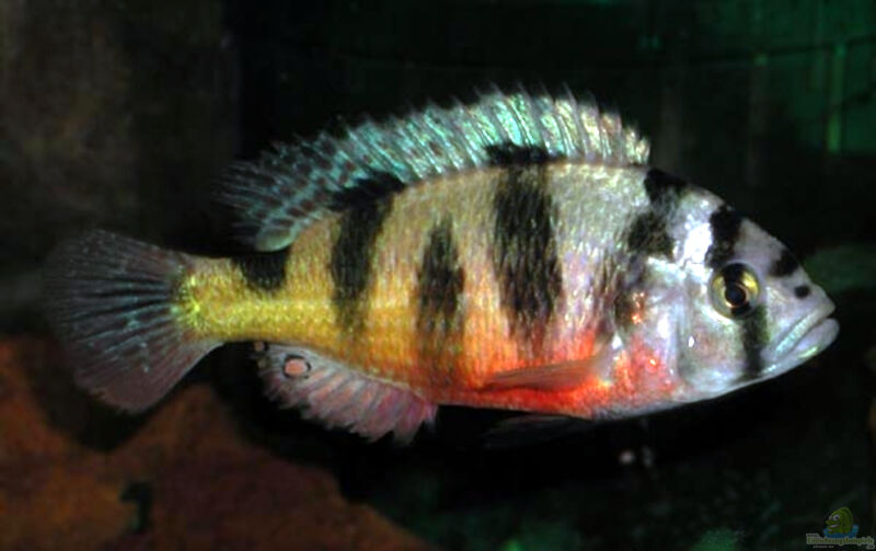 Einrichtungsbeispiele für die Haltung von Haplochromis latifasciatus im Aquarium  - Haplochromis-latifasciatusaquarium