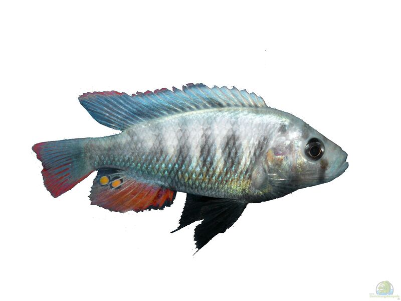 Haplochromis pundamilia im Aquarium halten (Einrichtungsbeispiele für Haplochromis pundamilia)  - Haplochromis-pundamilia-slnkaquarium