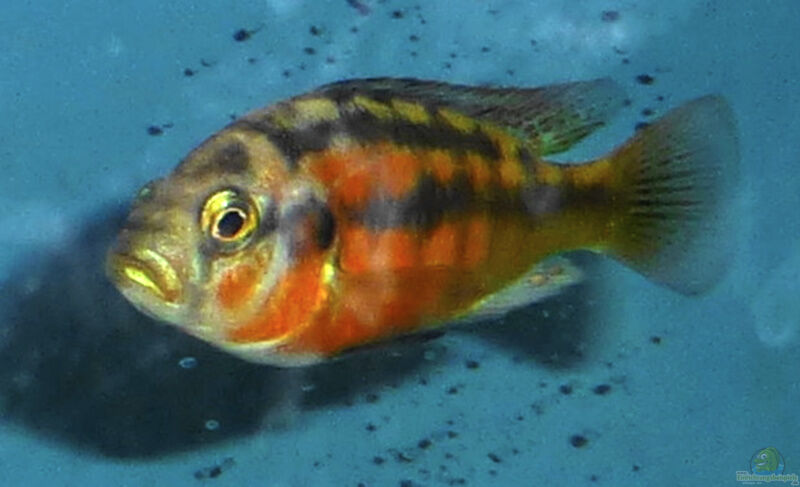 Haplochromis sauvagei im Aquarium halten (Einrichtungsbeispiele für Viktoria-Orangebrustbuntbarsch)  - Haplochromis-sauvageiaquarium