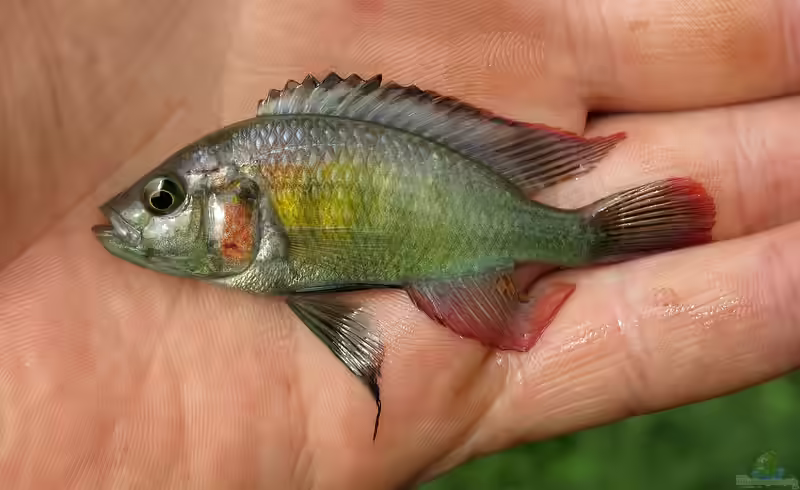 Haplochromis stappersii im Aquarium halten (Einrichtungsbeispiele für Haplochromis stappersii)