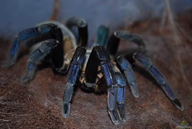 Haplopelma lividum halten (Einrichtungsbeispiele für Blaue Thai Vogelspinnen)