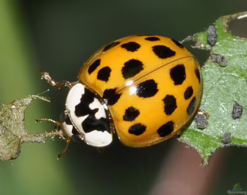 Harmonia axyridis im Garten (Einrichtungsbeispiele mit Asiatischer Marienkäfer)