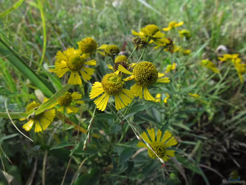 Helenium autumnale im Garten pflanzen (Einrichtungsbeispiele mit Gewöhnliche Sonnenbraut)