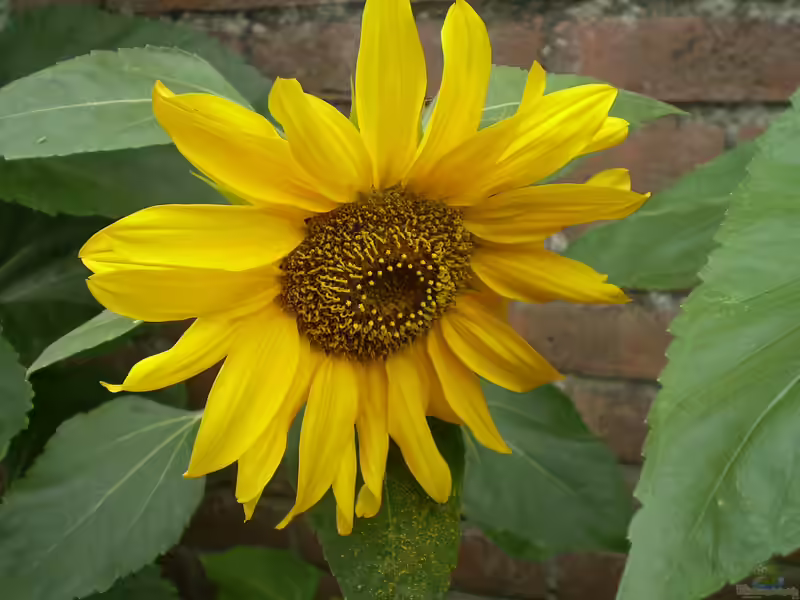 Helianthus annuus am Gartenteich (Einrichtungsbeispiele mit Gewöhnliche Sonnenblume)