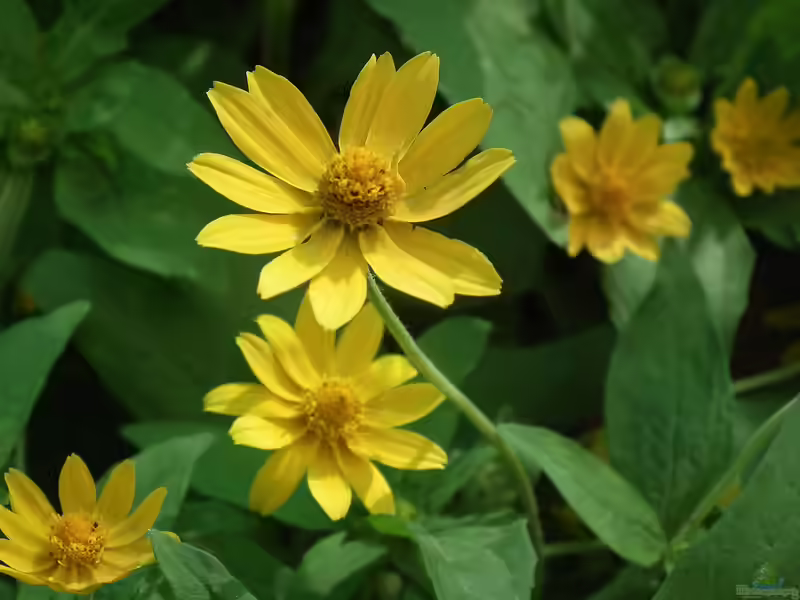 Helianthus microcephalus im Garten pflanzen (Einrichtungsbeispiele mit Kleinblumige Sonnenblume)
