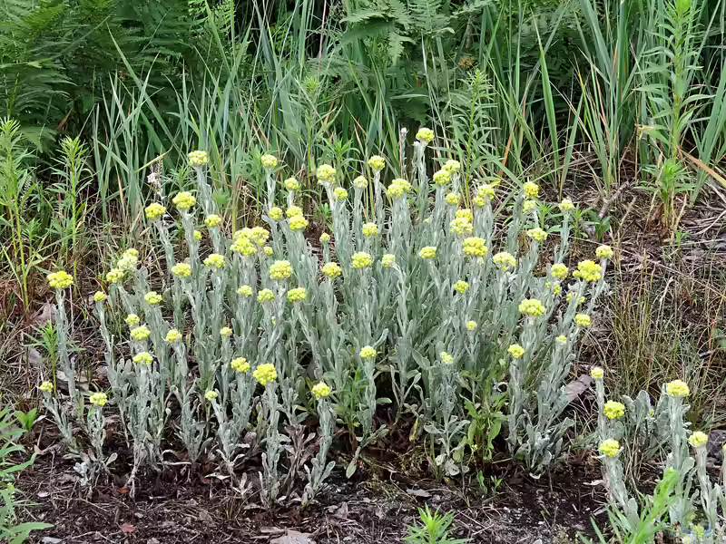 Helichrysum arenarium im Garten pflanzen (Einrichtungsbeispiele mit Sand-Strohblume)