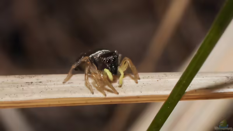 Heliophanus cupreus: Kupfrige Sonnenspringspinne im Terrarium halten (Einrichtungsbeispiele mit Heliophanus cupreus)