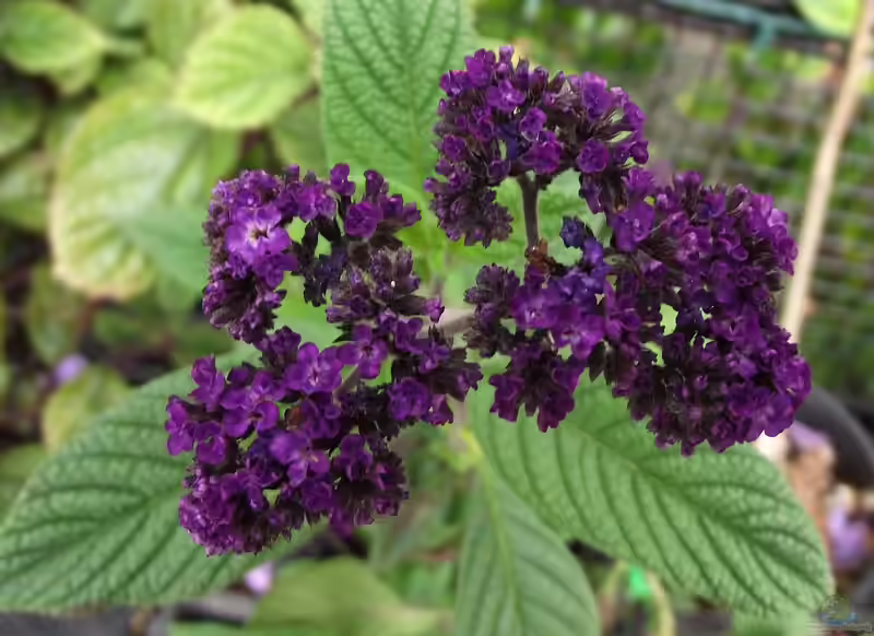 Heliotropium arborescens im Garten pflanzen (Einrichtungsbeispiele mit Vanilleblume)