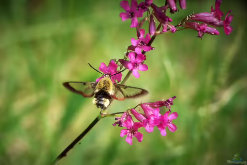 Hemaris fuciformis im Garten (Einrichtungsbeispiele mit Hummelschwärmer)