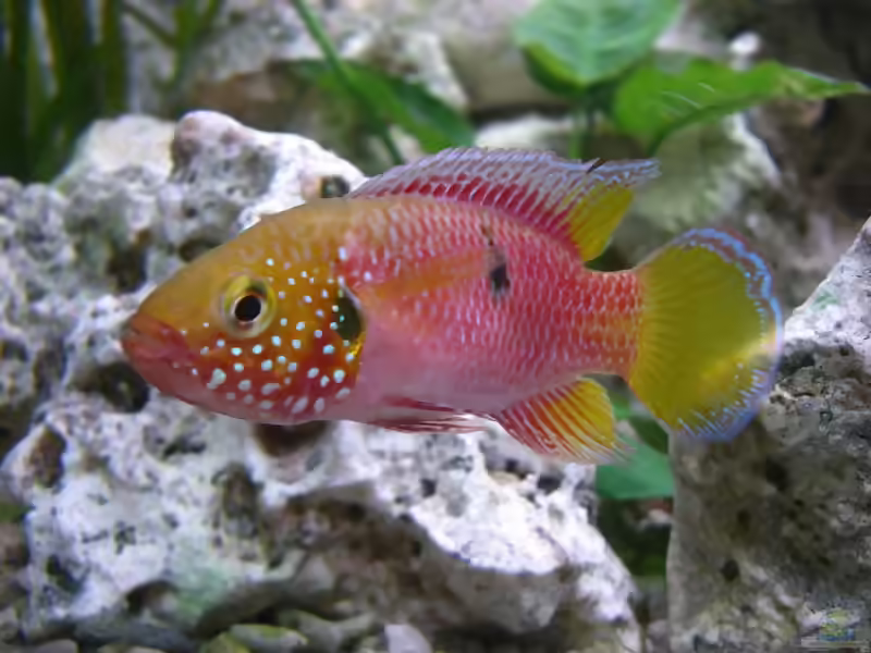Hemichromis: Juwelenbuntbarsche im Aquarium (Einrichtungsbeispiele mit Hemichromis-Arten)