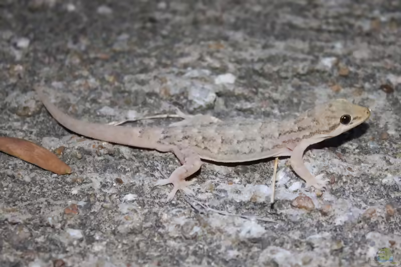 Chinesischer Halbzehengecko: Hemidactylus bowringii im Terrarium halten (Einrichtungsbeispiele mit Hemidactylus bowringii)