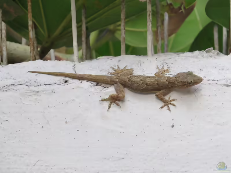 Indischer Hausgecko - Hemidactylus flaviviridis: Haltung, Lebensraum und Pflege im Terrarium (Einrichtungsbeispiele mit Hemidactylus flaviviridis)