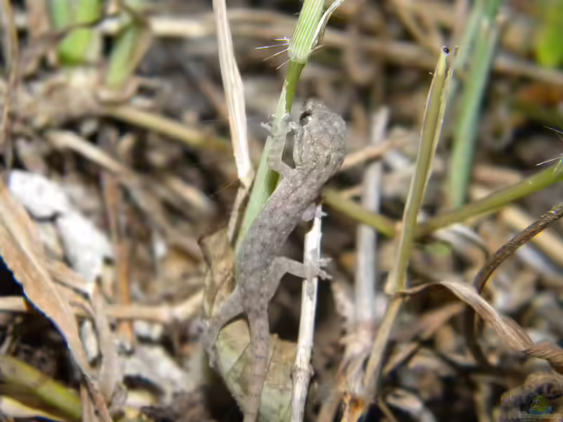 Hemidactylus frenatus im Terrarium halten (Einrichtungsbeispiele für Asiatischer Hausgeckos)