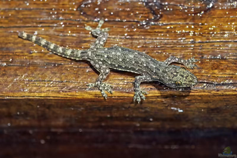 Jungfern-Halbfingergecko - Hemidactylus garnotii: Haltung, Lebensraum und Pflege im Terrarium (Einrichtungsbeispiele mit Hemidactylus garnotii)