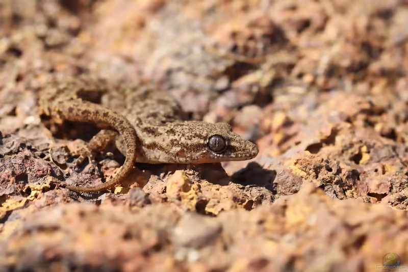 Gleadows Halbzehengecko - Hemidactylus gleadowi: Haltung, Lebensraum und Pflege im Terrarium (Einrichtungsbeispiele mit Hemidactylus gleadowi)