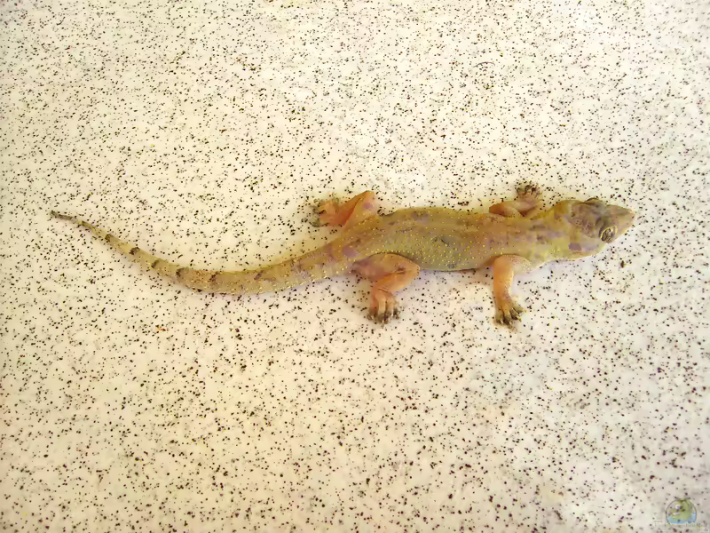 Großer Hausgecko - Hemidactylus mabouia: Haltung, Lebensraum und Pflege im Terrarium (Einrichtungsbeispiele mit Hemidactylus mabouia)