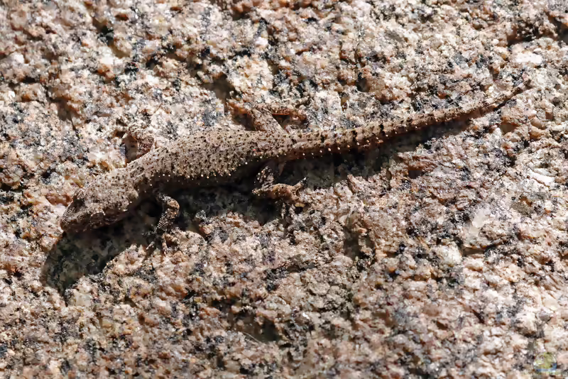 Grays Halbfingergecko - Hemidactylus mercatorius: Haltung, Lebensraum und Pflege im Terrarium (Einrichtungsbeispiele mit Hemidactylus mercatorius)
