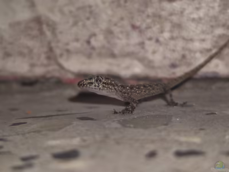 Gepunkteter Halbzehengecko: Hemidactylus parvimaculatus im Terrarium halten (Einrichtungsbeispiele mit Hemidactylus parvimaculatus)