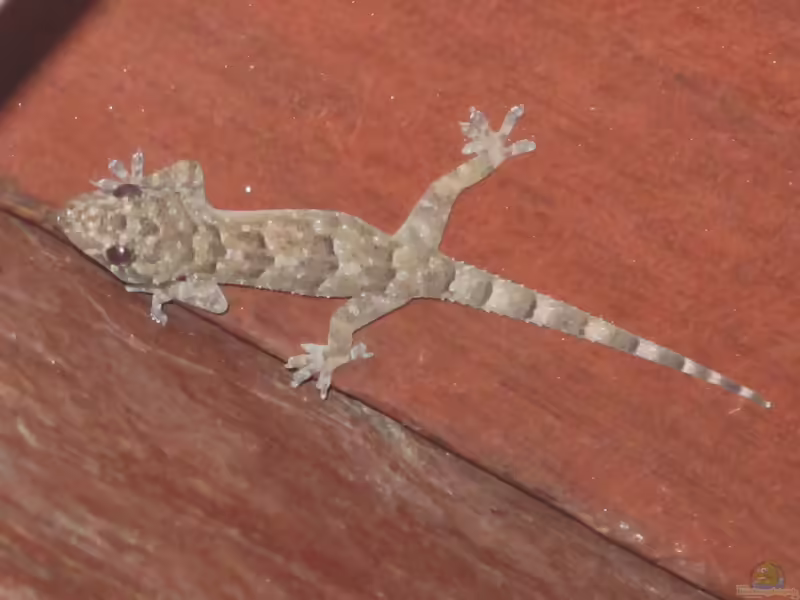 Flachkopf-Blattfingergecko: Hemidactylus platycephalus im Terrarium halten (Einrichtungsbeispiele mit Hemidactylus platycephalus)