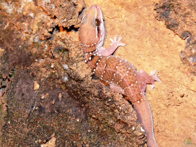 Dakotas Blattfingergecko: Hemidactylus triedrus im Terrarium halten (Einrichtungsbeispiele mit Hemidactylus triedrus)