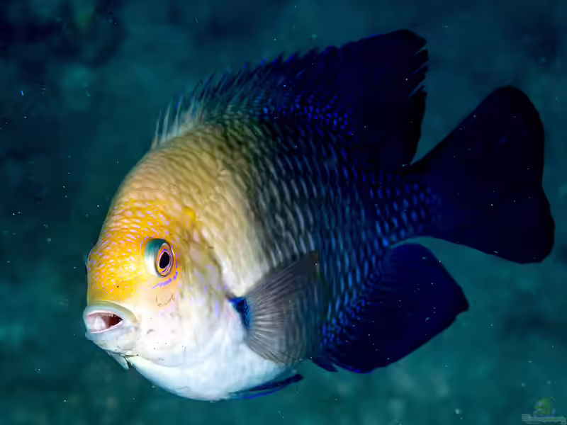 Hemiglyphidodon plagiometopon im Aquarium halten (Einrichtungsbeispiele mit Lagunen-Riffbarsch)
