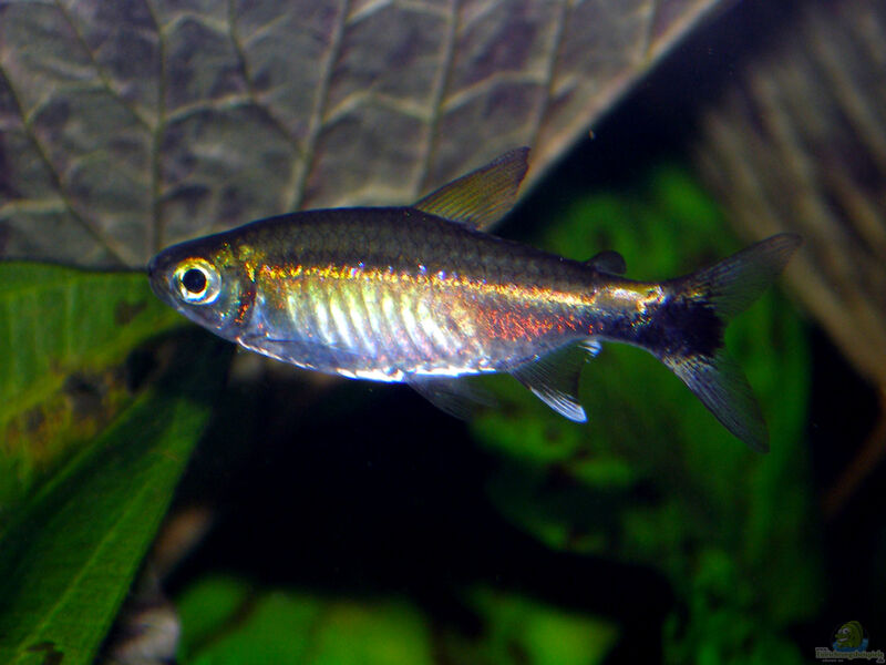 Hemigrammus hyanuary im Aquarium halten (Einrichtungsbeispiele für Grüner Neon)