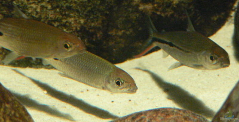 Hemiodus gracilis im Aquarium halten (Einrichtungsbeispiele für Federsalmler)  - Hemiodus-gracilisaquarium