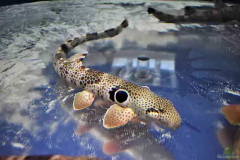 Hemiscyllium trispeculare im Aquarium halten (Einrichtungsbeispiele für Gesprenkelter Teppichhai)