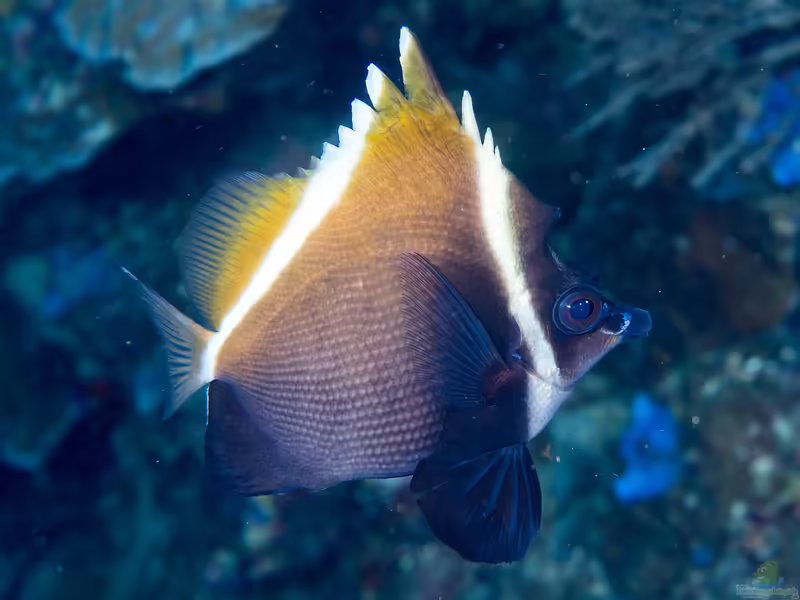 Heniochus varius im Aquarium halten (Einrichtungsbeispiele für Schwarzer Wimpelfisch)