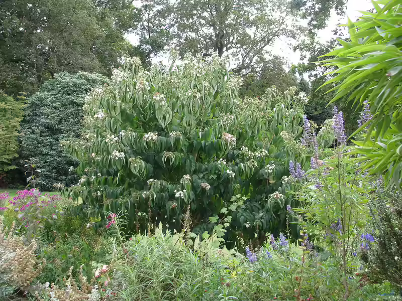 Heptacodium miconioides im Garten pflanzen (Einrichtungsbeispiele mit Sieben-Söhne-des-Himmels-Strauch)