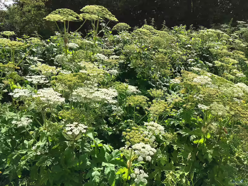 Heracleum mantegazzianum im Garten pflanzen (Einrichtungsbeispiele mit Riesen-Bärenklau)