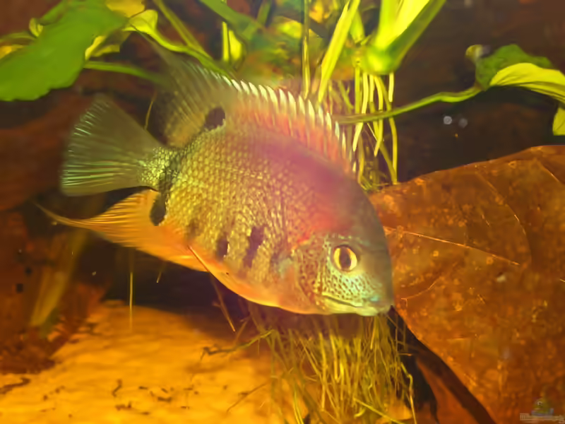 Heros: Majestätische Buntbarsche für große Südamerika-Aquarien (Einrichtungsbeispiele mit Augenfleckbuntbarschen)