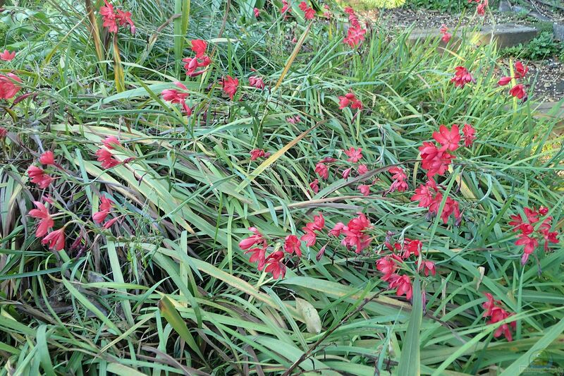 Hesperantha coccinea am Gartenteich (Einrichtungsbeispiele mit Kap-Lilie)
