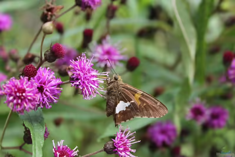 Komma-Dickkopffalter: Hesperia comma im Garten (Einrichtungsbeispiele mit Hesperia comma)