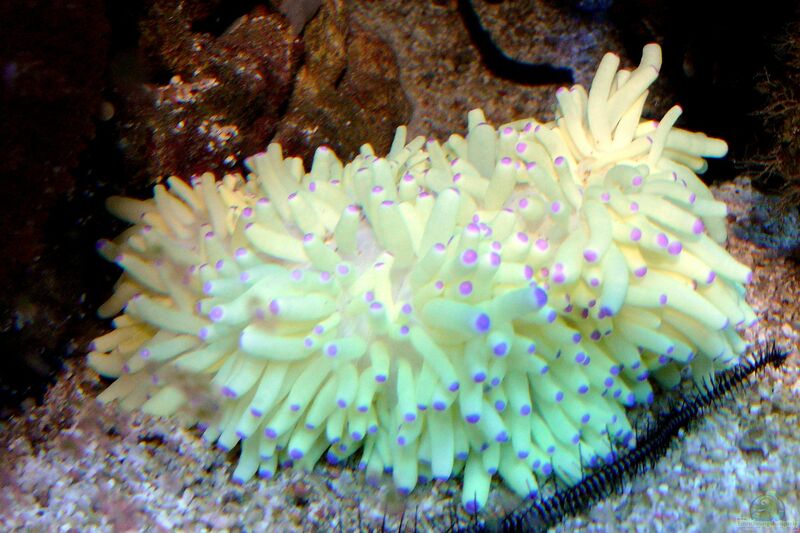 Heteractis malu im Aquarium halten (Einrichtungsbeispiele für Hawaii-Anemone)  - Heteractis-malu-slnkaquarium