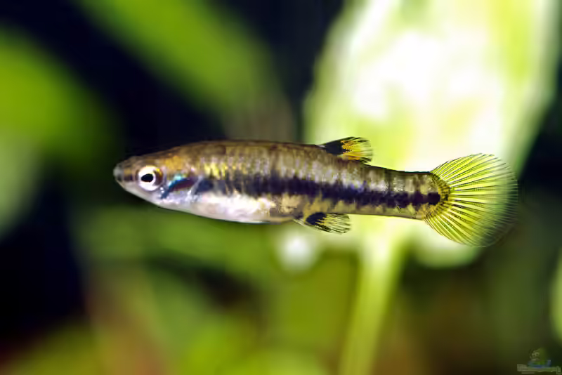 Heterandria formosa im Aquarium halten (Einrichtungsbeispiele mit Zwergkärpfling)