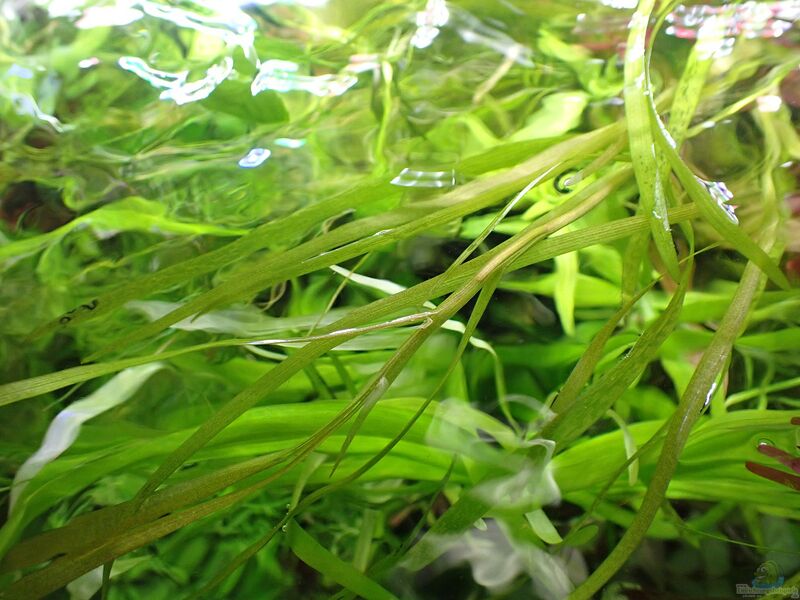 Heteranthera dubia im Aquarium pflegen (Einrichtungsbeispiele für Zweifelhaftes Trugkölbchen)  - Heteranthera-dubiaaquarium
