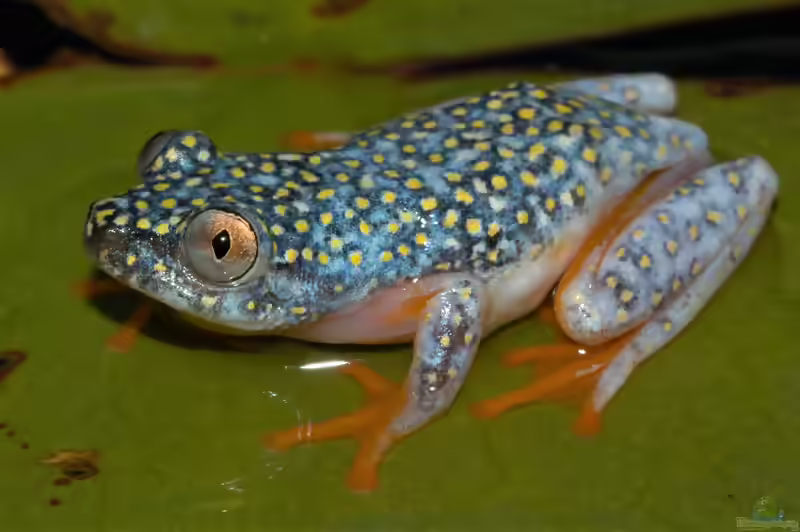Heterixalus madagascariensis: Madagaskar-Riedfrosch im Terrarium halten (Einrichtungsbeispiele mit Madagaskar-Riedfrosch)