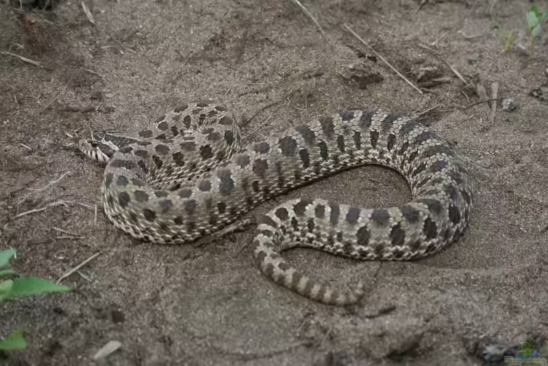 Heterodon nasicus im Terrarium halten (Einrichtungsbeispiele für Westliche Hakennasennatter)