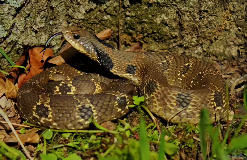 Heterodon platirhinos im Terrarium halten (Einrichtungsbeispiele mit Östliche Hakennasennatter)