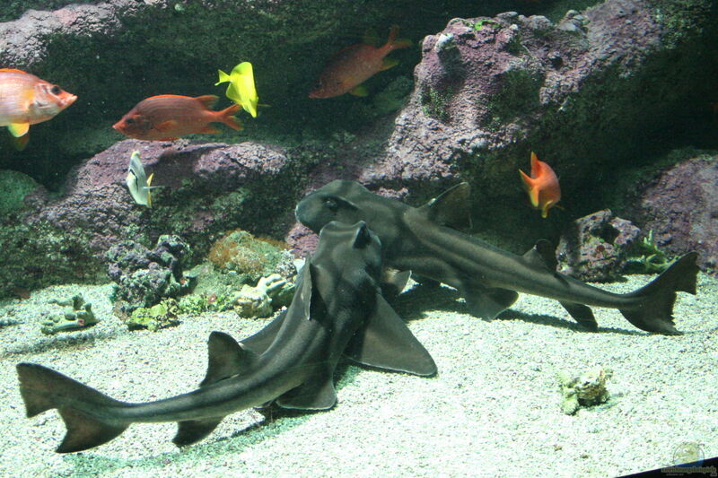 Heterodontus francisci im Aquarium halten (Einrichtungsbeispiele für Kalifornischer Stierkopfhai)  - Heterodontus-francisciaquarium