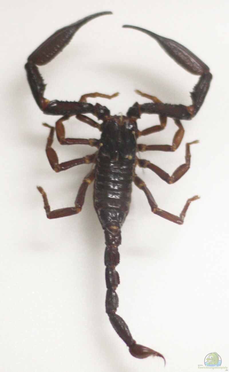 Heterometrus longimanus im Terrarium halten (Einrichtungsbeispiele für Asia-Skorpion)  - Heterometrus-longimanusaquarium