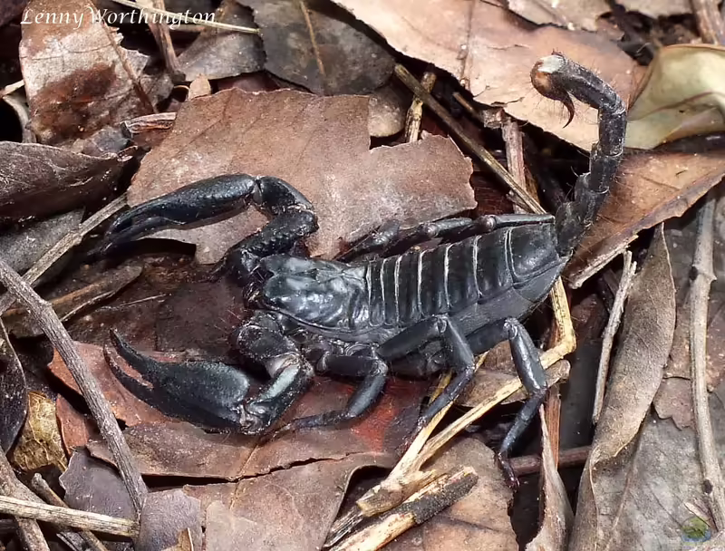 Heterometrus spinifer im Terrarium halten (Einrichtungsbeispiele für Schwarzer Thaiskorpion)