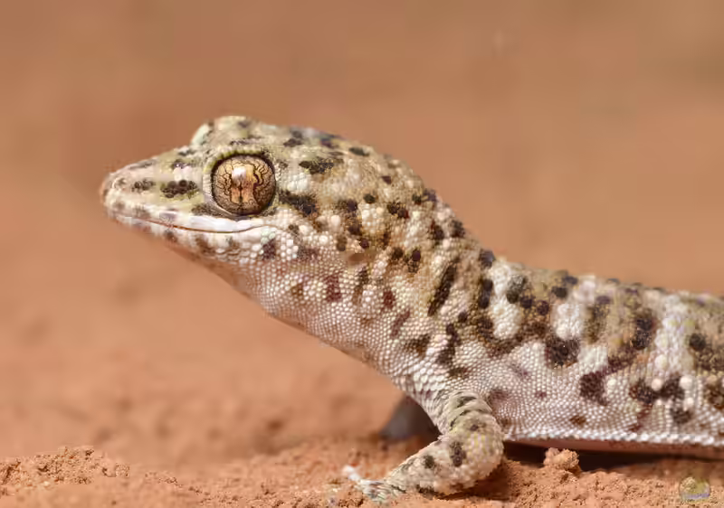 Heteronotia binoei im Terrarium halten (Einrichtungsbeispiele mit Kaktusgecko)