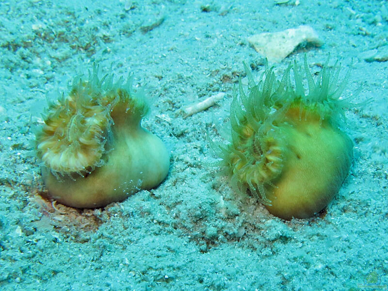Heteropsammia cochlea im Aquarium halten (Einrichtungsbeispiele für Wandernde Koralle)  - Heteropsammia-cochleaaquarium