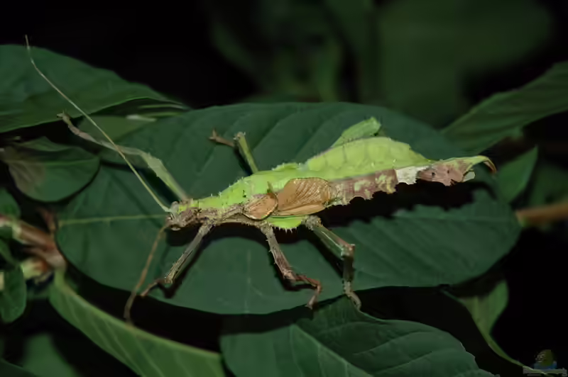 Heteropteryx dilatata im Terrarium halten (Einrichtungsbeispiele mit Malaiische Riesengespenstschrecke)