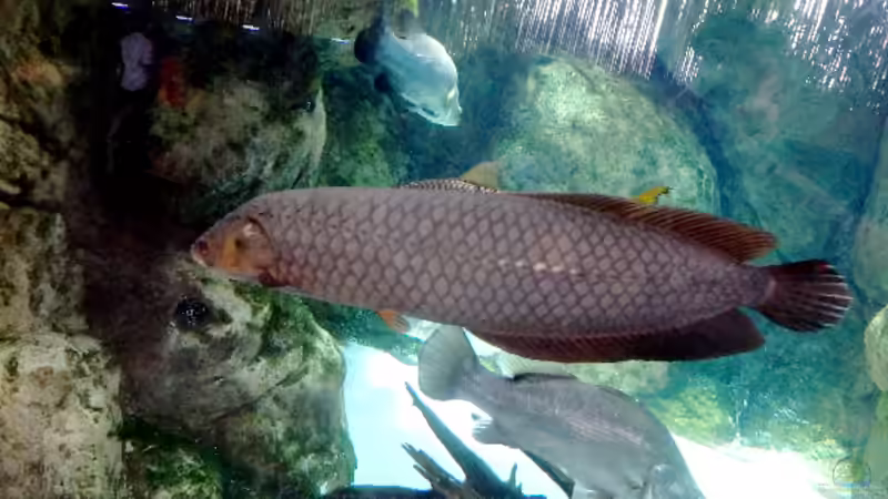 Heterotis niloticus im Aquarium halten (Einrichtungsbeispiele mit Afrikanischer Knochenzüngler)