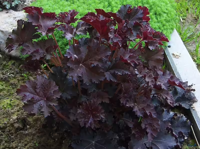 Heuchera micrantha im Garten pflanzen (Einrichtungsbeispiele mit Kleinblütiges Purpurglöckchen)