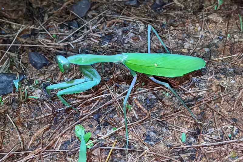 Hierodula membranacea im Terrarium halten (Einrichtungsbeispiele mit Indische Riesengottesanbeterin)