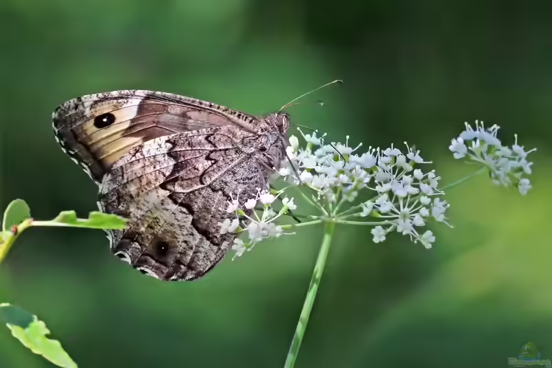 Großer-Waldportier im Garten (Einrichtungsbeispiele mit Hipparchia fagi)